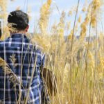 beauty of nature, boy, common reed, man on garden, pampas person, back view